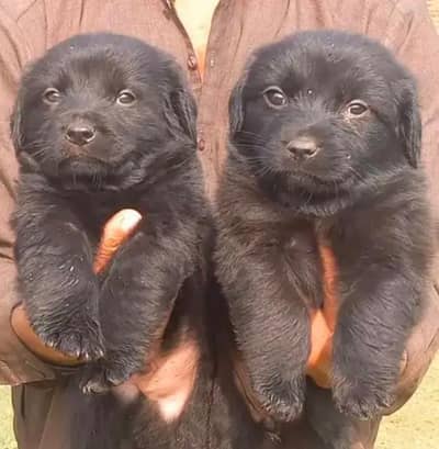German shepherd Pair dog / GST Dog / dog for sale