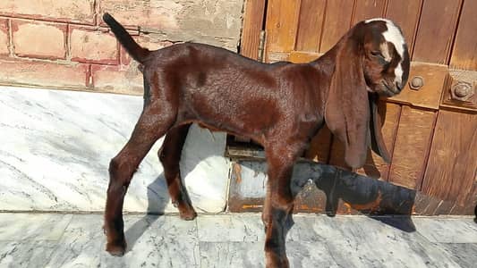 Nagra beetal kid for sale