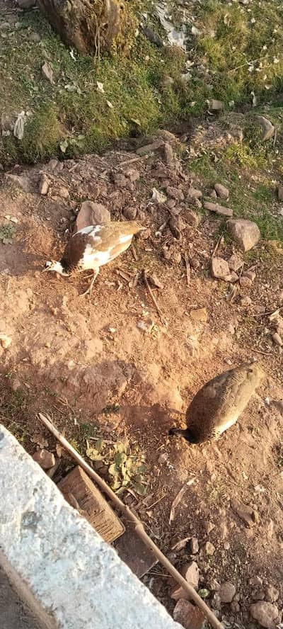 Rare peacock for sale