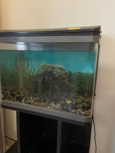 Classic Glass Aquarium With Wooden Table