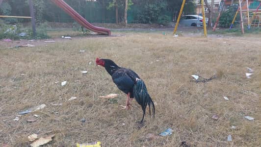 beautiful aseel murga for sell aseel mianwali breed.