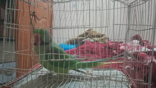 for sale contact number 03061984882