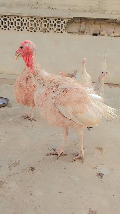 1 white 1 silver female turkey ha or 1 golden make turkey ha