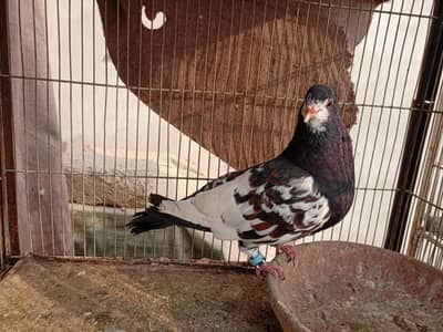 Pigeon Khaal gola female