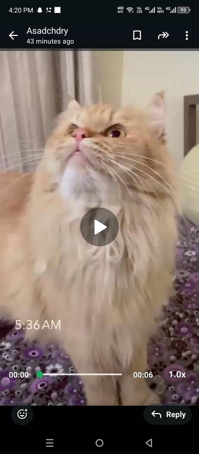 TRRIPLE COATED FEMALE CAT AVAILABLE