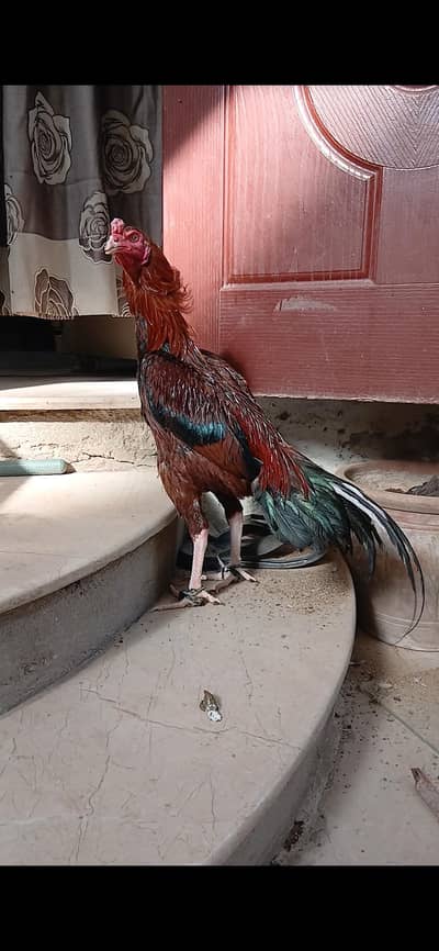 Aseel jageri Quality young male