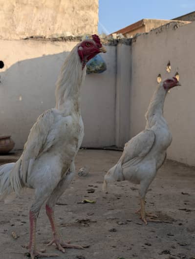 three Male and two female shamo setup for sale