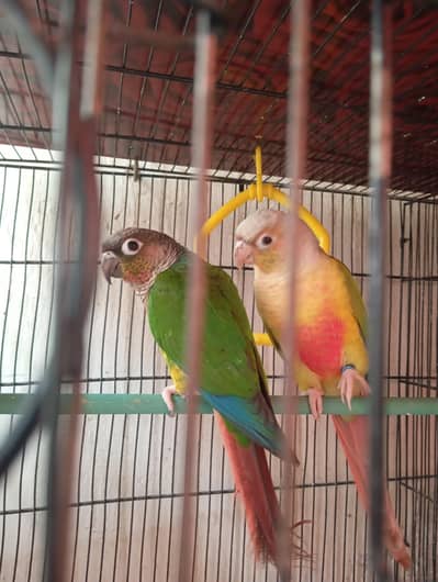 Green & Piniple Conure highly Red Factor Parrot For Sale. . .