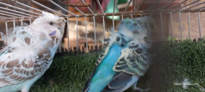 top Quality Under size double flower hogoromo Breeder pair