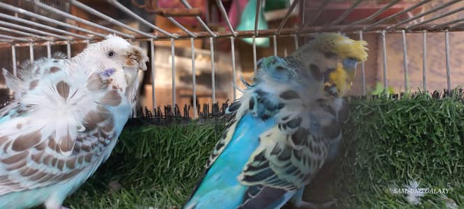 top Quality Under size double flower hogoromo Breeder pair