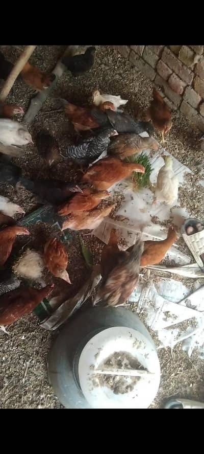 golden misri organic