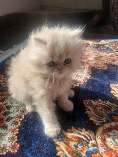 Persian triple coated