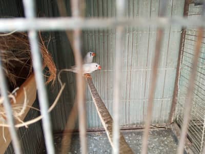 urgent sale finch pair