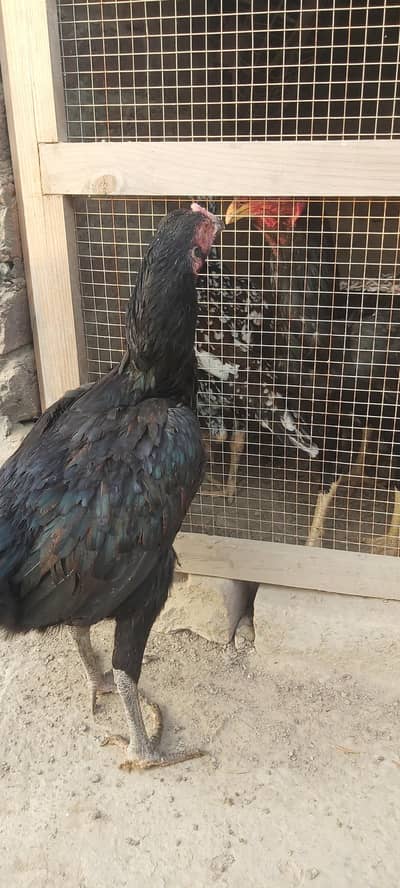 Aseel thai Breeder Pair