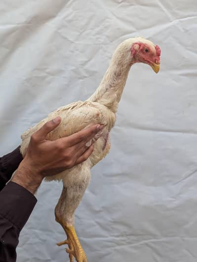 Aseel Shamo Male and female for sale