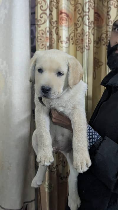 British Labra | Puppies | labrador | Dog | Labra Puppy | Labra