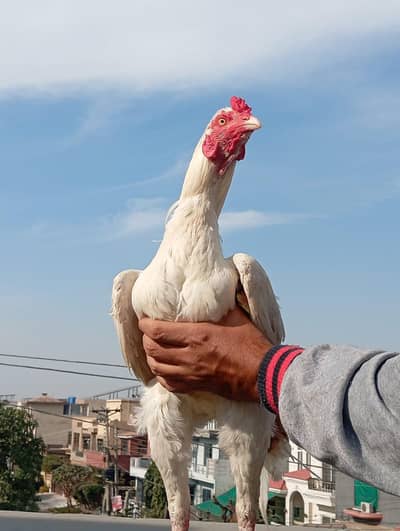 pure white quality aseel