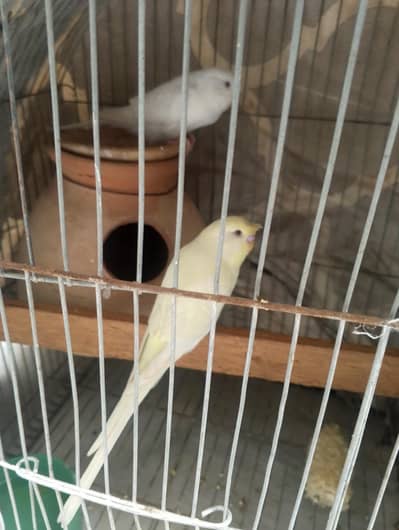 Red eye budgie breeding pair