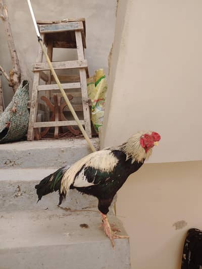 jawa aseel h vip h breed k liya best h