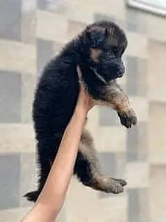 German Shepherd Puppies | GSD | Double , Triple , Long Coat Puppies
