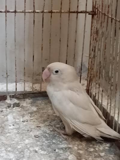 Adult breading pair of albino