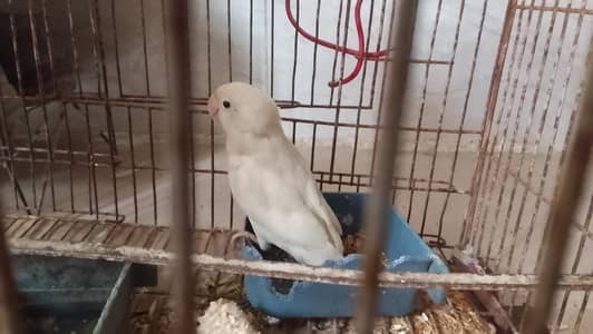 Adult male of albino