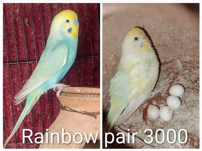 Budgie lovebird