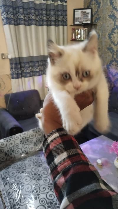 Sami Persian kittens white