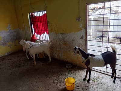 3 Female goats hai