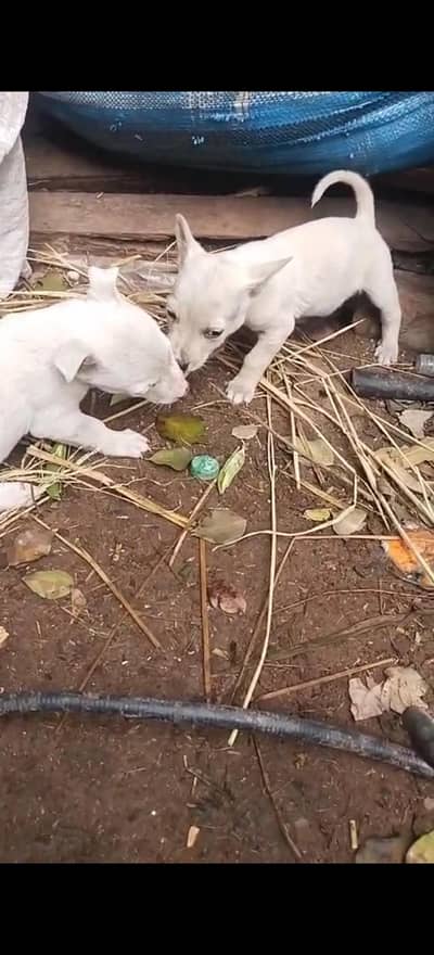 kohati pista Dog Pair