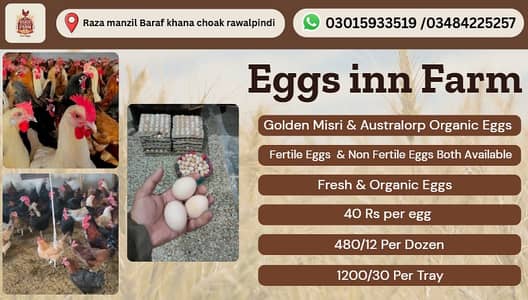 Eggs | Desi eggs |brwon eggs |australorp eggs | golden misri eggs |egg
