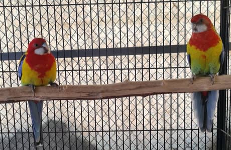 Rossella,Rubino Ramp,Cocktail, Budgie.