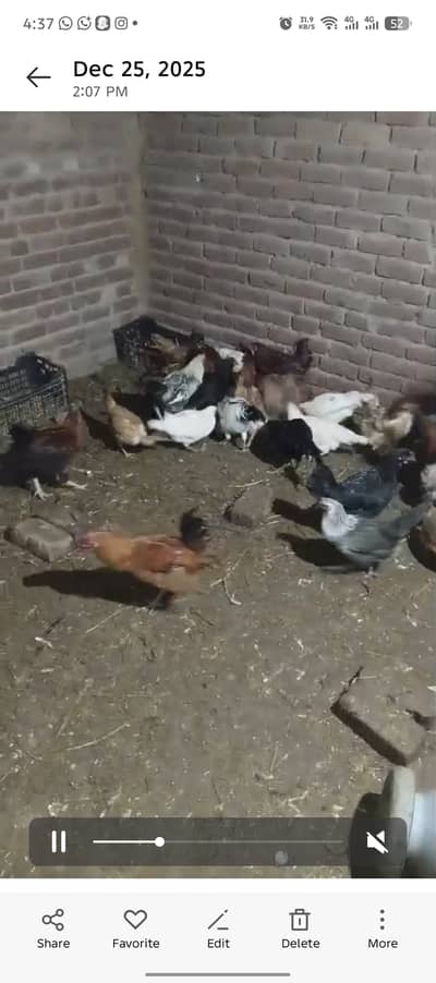 Golden Misri Egg Hens