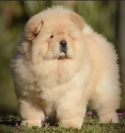 chow chow 03425137217