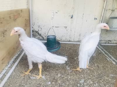 Indian White Parrot Beak Pair For Sale