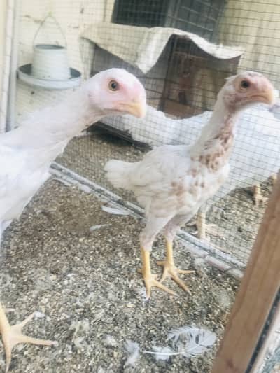 Indian White Parrot Beak Pair For Sale
