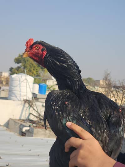 Aseel Nawab Wala Mushka