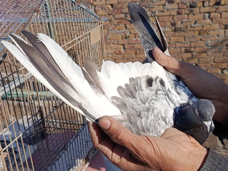 Teddy breader pair 0