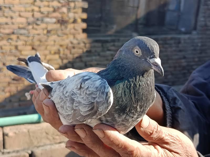 Teddy breader pair 1