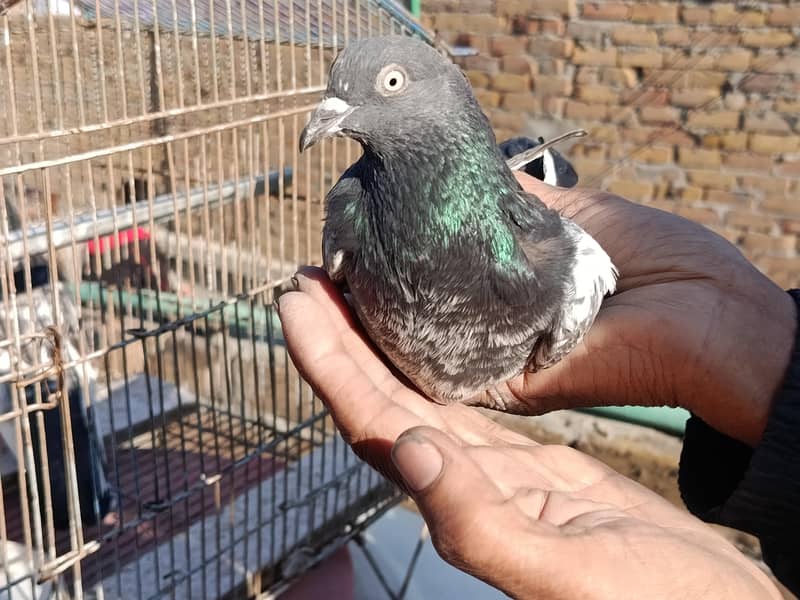 Teddy breader pair 2