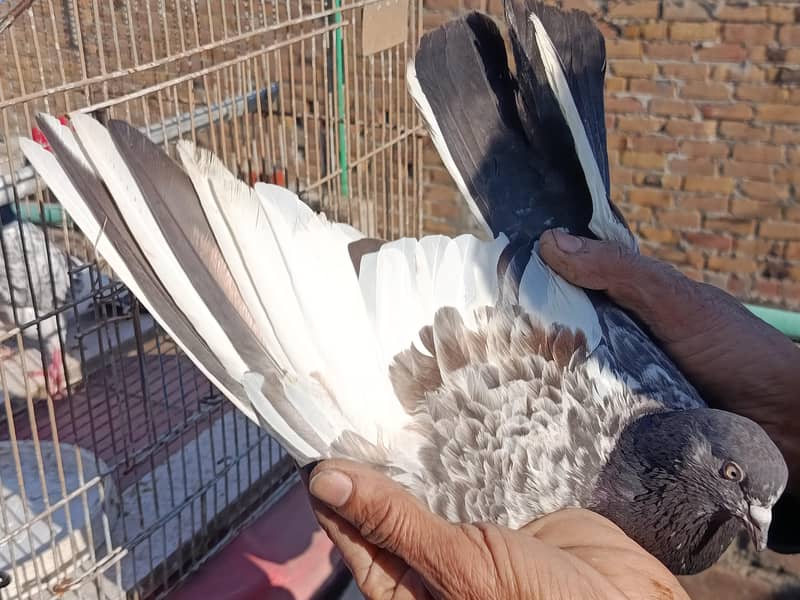 Teddy breader pair 3