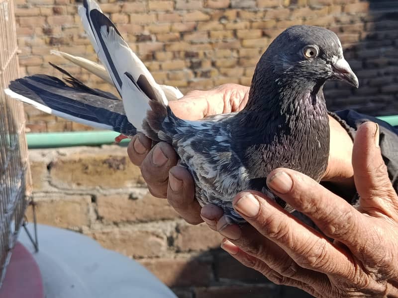 Teddy breader pair 4