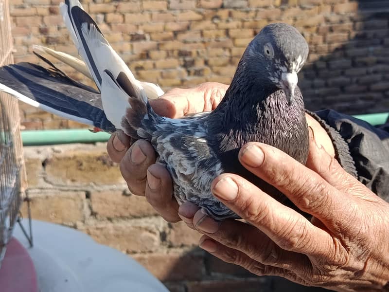 Teddy breader pair 5