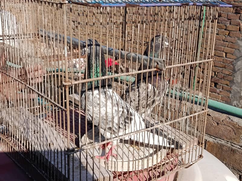 Teddy breader pair 6