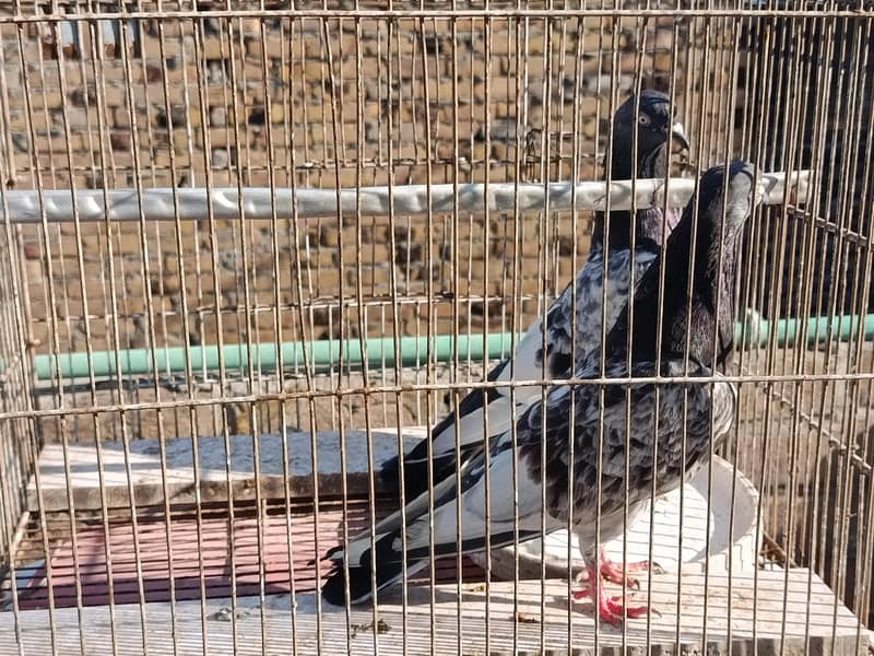 Teddy breader pair 8