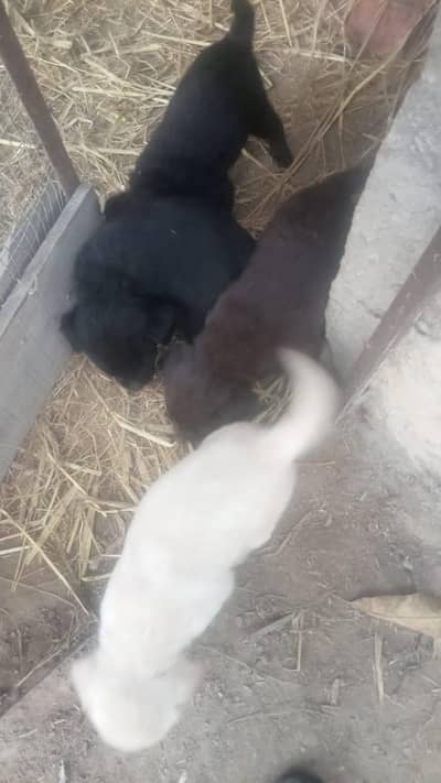 labry dog k bachy 03005240362