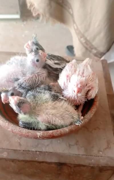 کاکٹیل بچے ہینڈ ٹیم کے لئے مناسب