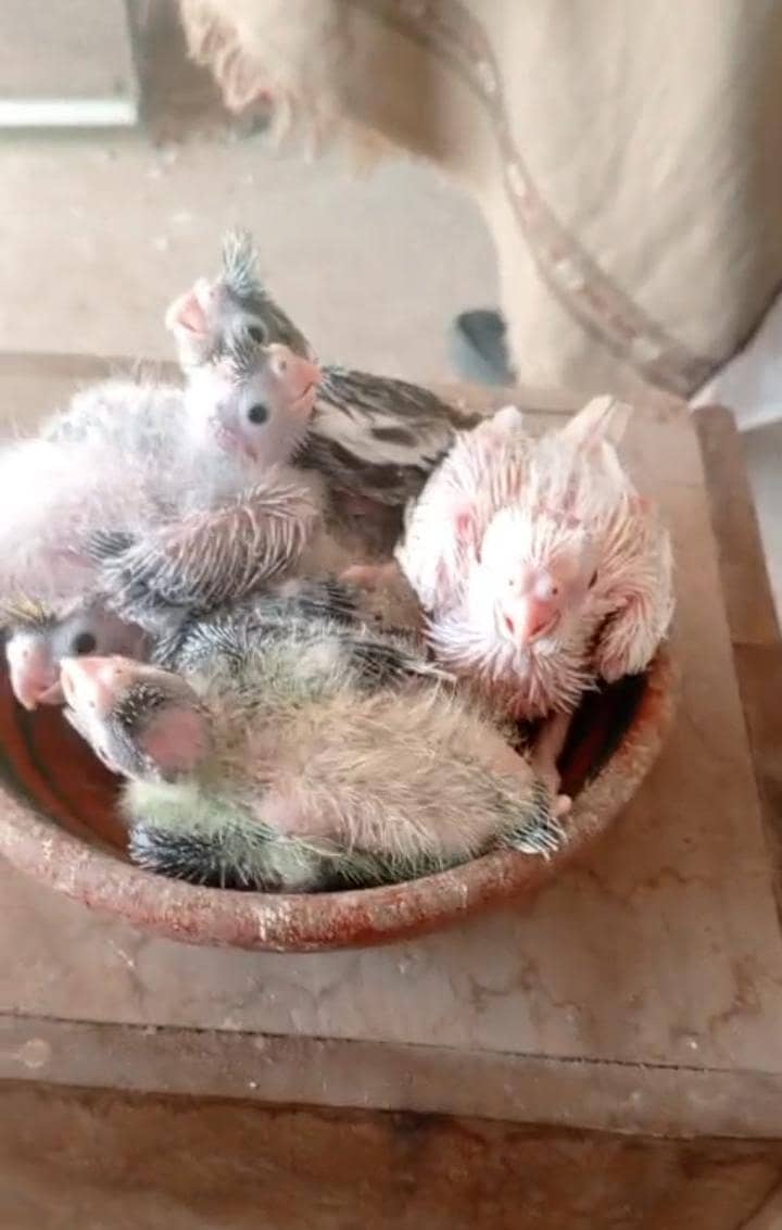 کاکٹیل بچے ہینڈ ٹیم کے لئے مناسب 0