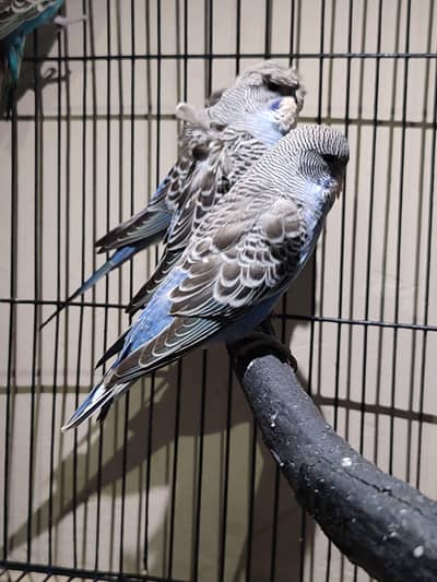 king size budgie for sale