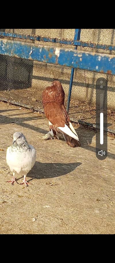 Gubara male for sale